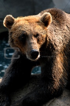 Bear in Grizzly Mood