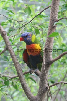 Rainbow Parrot Lori on a Rainforest Branch