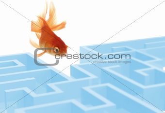 The Goldfish and the labyrinth