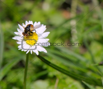  fly on a camomile
