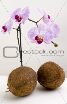 Coco nuts and orchids
