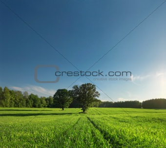 Greenfield, forest and tree with perfect skyline.