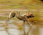 African wilddog at speed