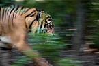 Running tiger