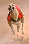 Sprinting greyhound by Nico Smit