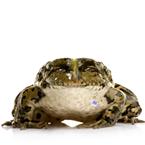 Bushfrog
