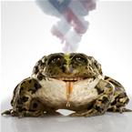 Oil frog