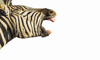 Zebra Yawn 